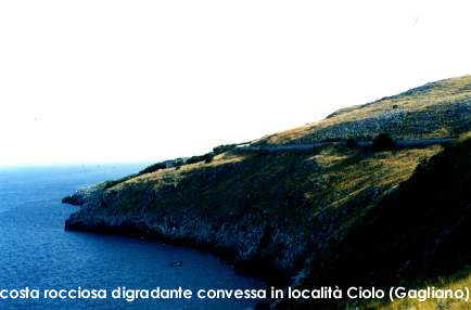 convessa_1.jpg (25474 byte)