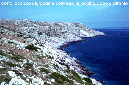 convessa_2.jpg (44719 byte)